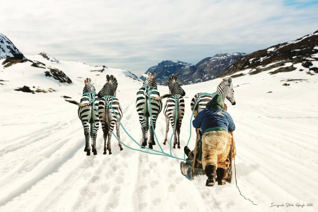 Fotocollage af Ivínguak’ Stork Høegh. Zebra trækker hundeslæde
